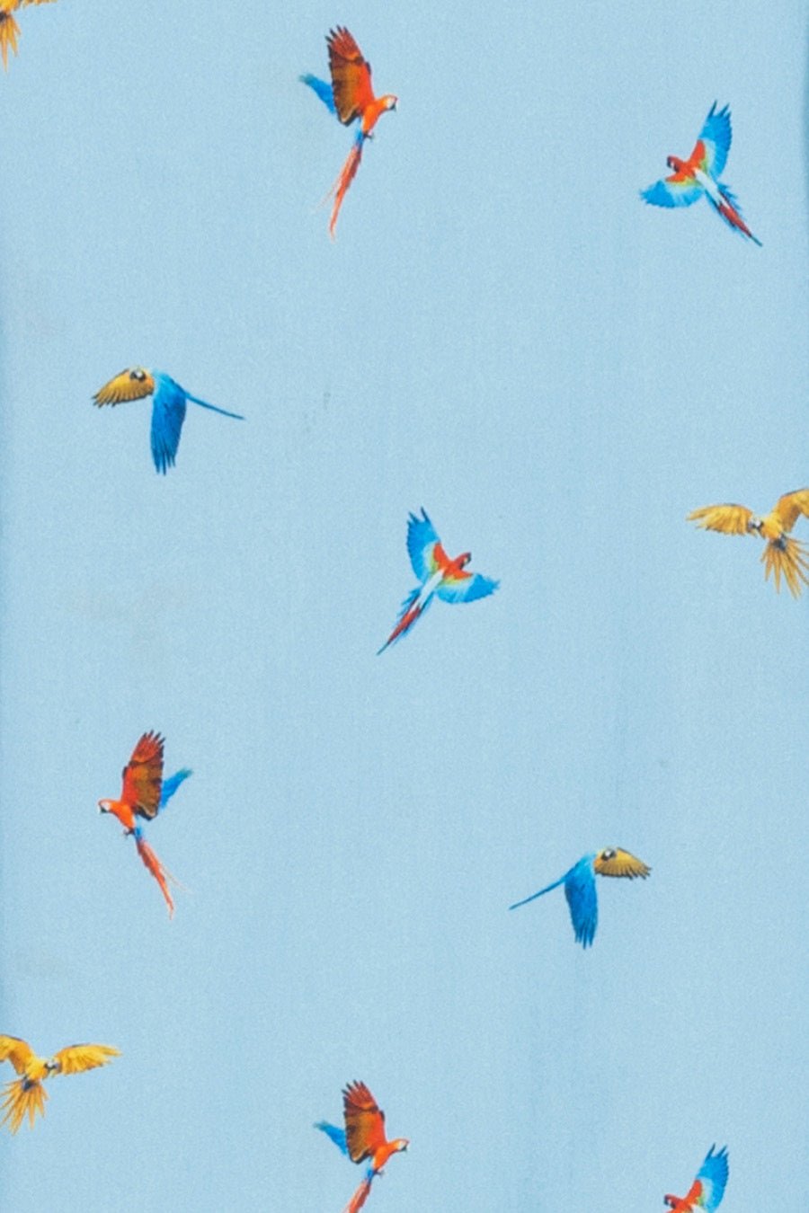 sky blue lorenzo cotton shirt macaws - soloio